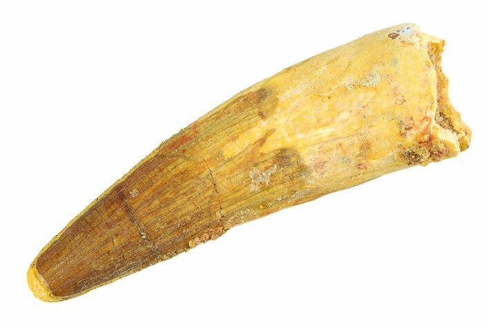 Fossil Spinosaurus Tooth - Real Dinosaur Tooth #346764